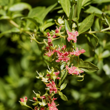 Henna - Lawsonia inermis - semiačka - 4 ks