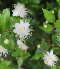 Myrta obyčajná - myrtus communis - semiačka - 5 ks