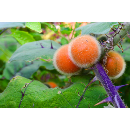 Narančíla - chlpatý pomaranč - Solanum quitoense - semiačka - 5 ks