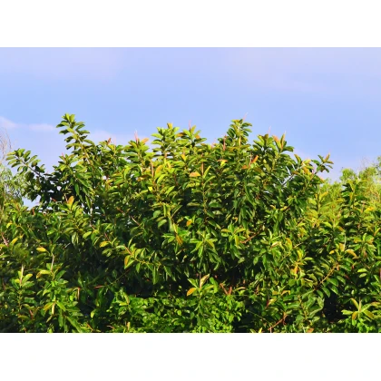 Fikus indický - Ficus benghalensis - semená - 5 ks