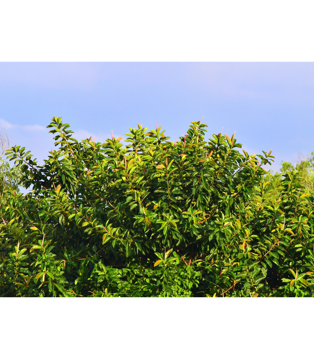 Fikus indický - Ficus benghalensis - semená - 5 ks