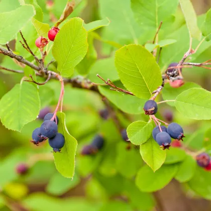 Hrozienkový strom - Amelanchier alnifolia - semiačka - 7 ks