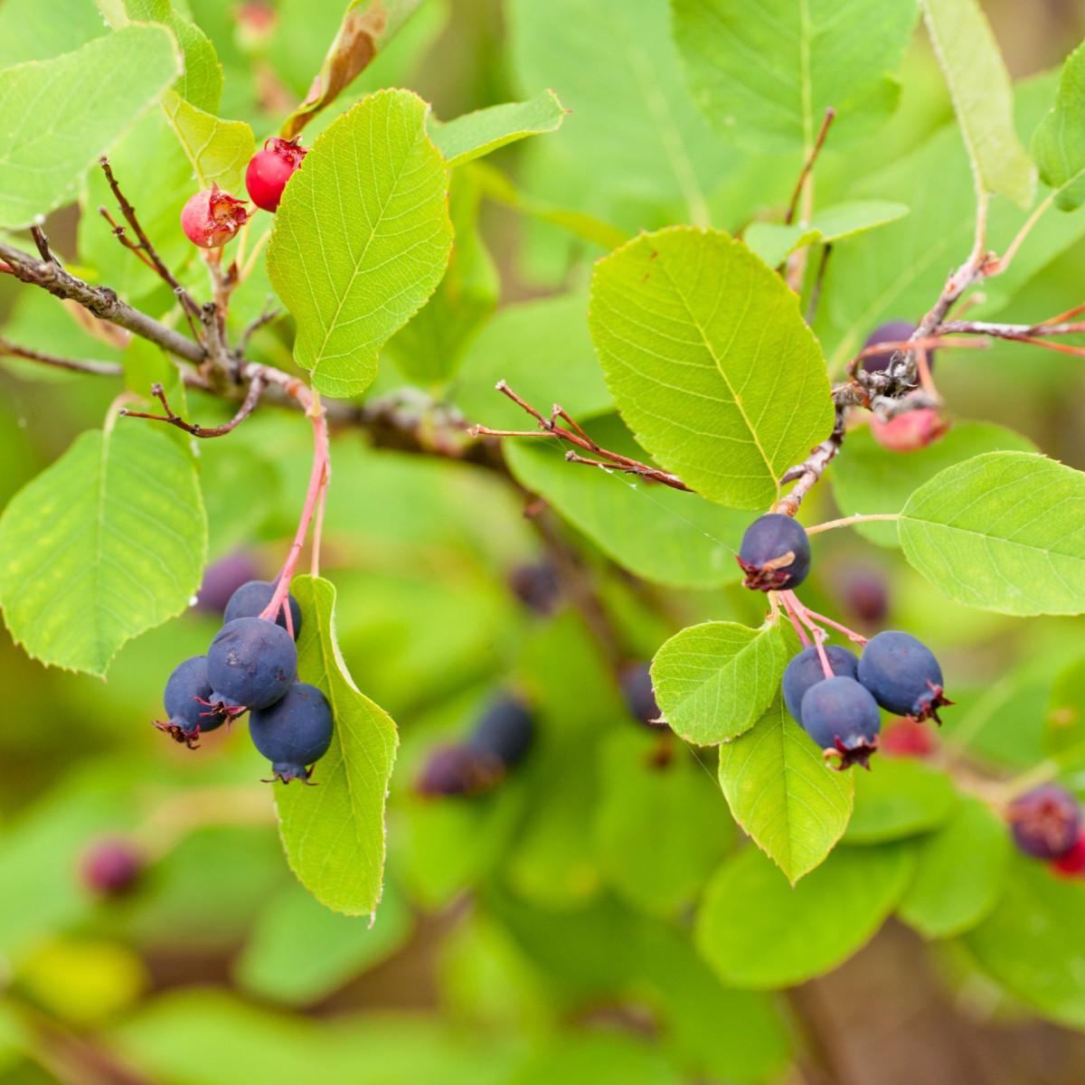 Hrozienkový strom - Amelanchier alnifolia - semiačka - 7 ks