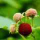 Ostružina nutkajská - černica - Rubus Parviflorus - semiačka - 5 ks