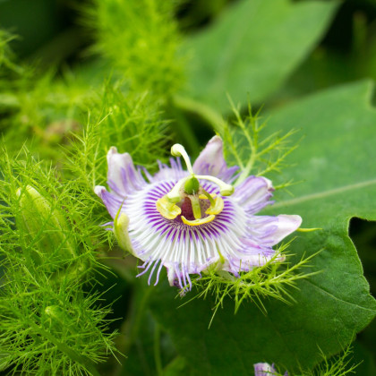 Mučenka morušolistá - Passiflora morifolia - semiačka - 4 ks
