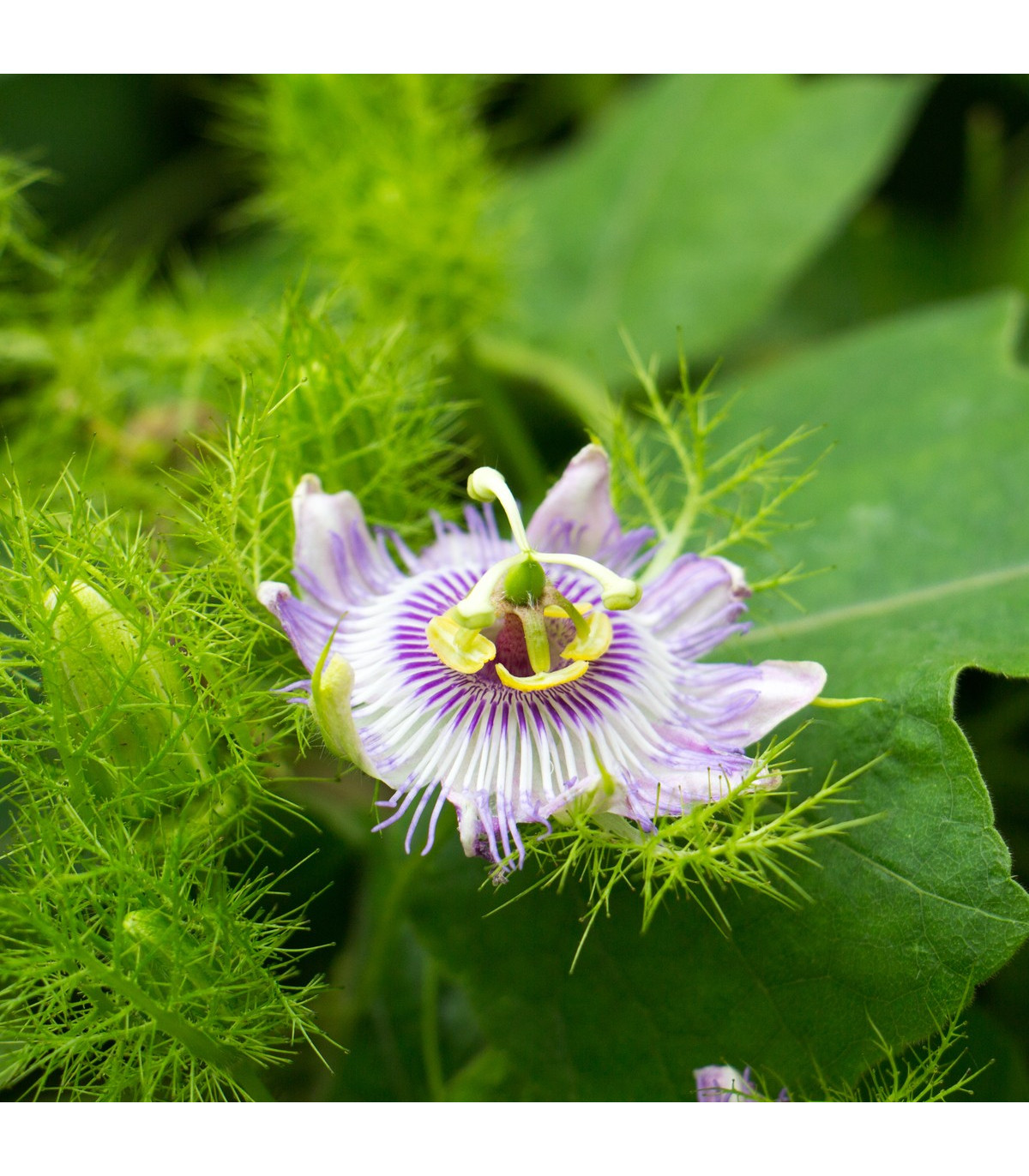 Mučenka morušolistá - Passiflora morifolia - semiačka - 4 ks