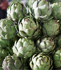 Artičoka Green Globe - Cynara scolymus - semiačka - 20 ks