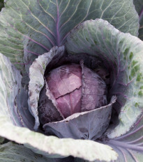 Kapusta červená Pourova červená - Brassica oleracea - semiačka - 200 ks