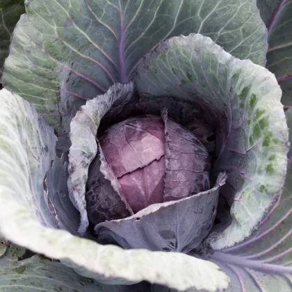 Kapusta červená Pourova červená - Brassica oleracea - semiačka - 200 ks