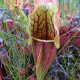Špirlica purpurová extra veľká - Sarracenia purpurea - semená špirlice - semiačka - 12 ks