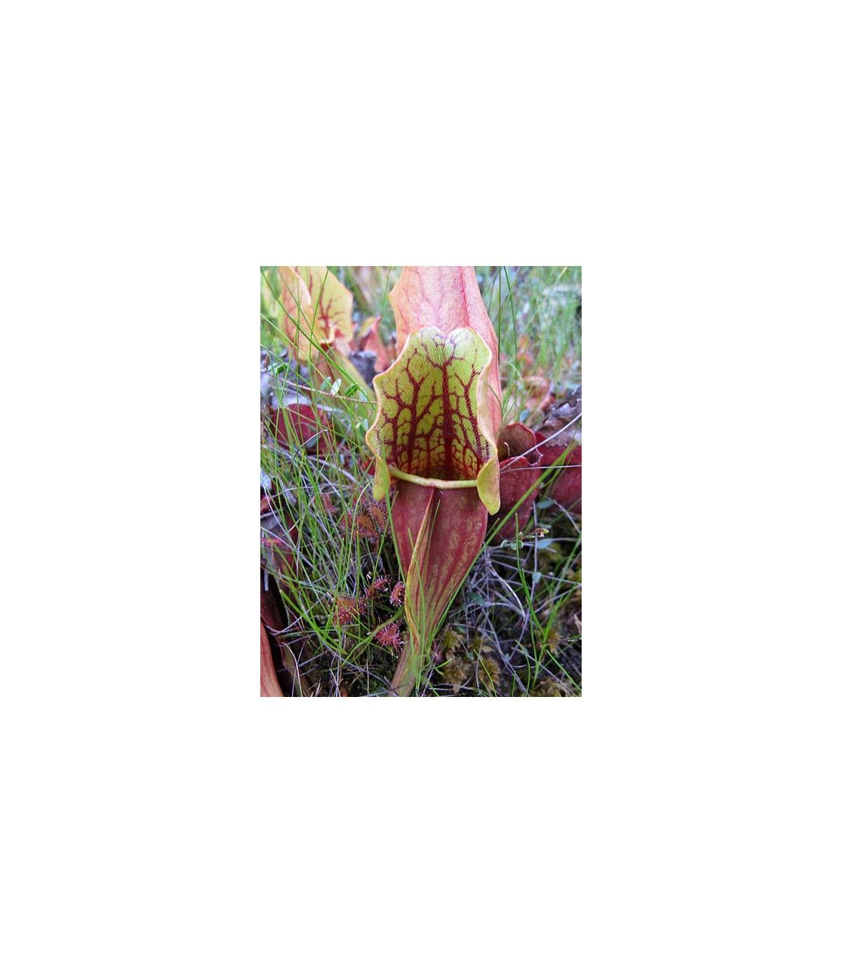 Špirlica purpurová extra veľká - Sarracenia purpurea - semená špirlice - semiačka - 12 ks