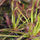 Rosnatka kapská zmes - Drosera Capensis - semiačka - 15 ks