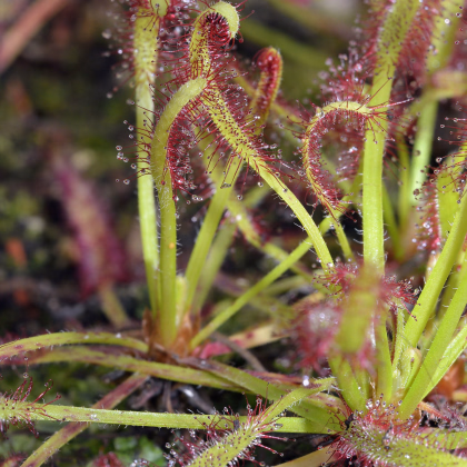 Rosnatka kapská zmes - Drosera Capensis - semiačka - 15 ks
