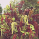 Láskavec chvostový zmes - Amaranthus caudatus - semiačka - 0,2 g