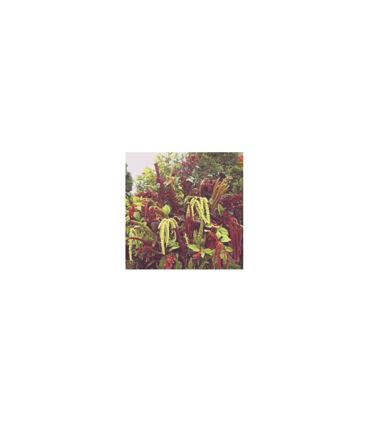 Láskavec chvostový zmes - Amaranthus caudatus - semiačka - 0,2 g