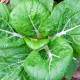 Pak Choi Golden Lion - semiačka - 0,2 g