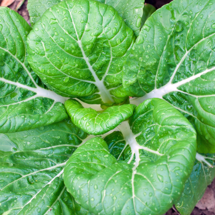 Pak Choi Golden Lion - semiačka - 0,2 g