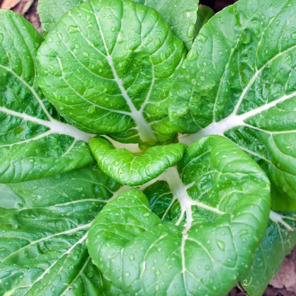 Pak Choi Golden Lion - semiačka - 0,2 g