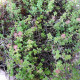 Tymián francúzsky letný - Thymus vulgaris - semiačka - 100 ks