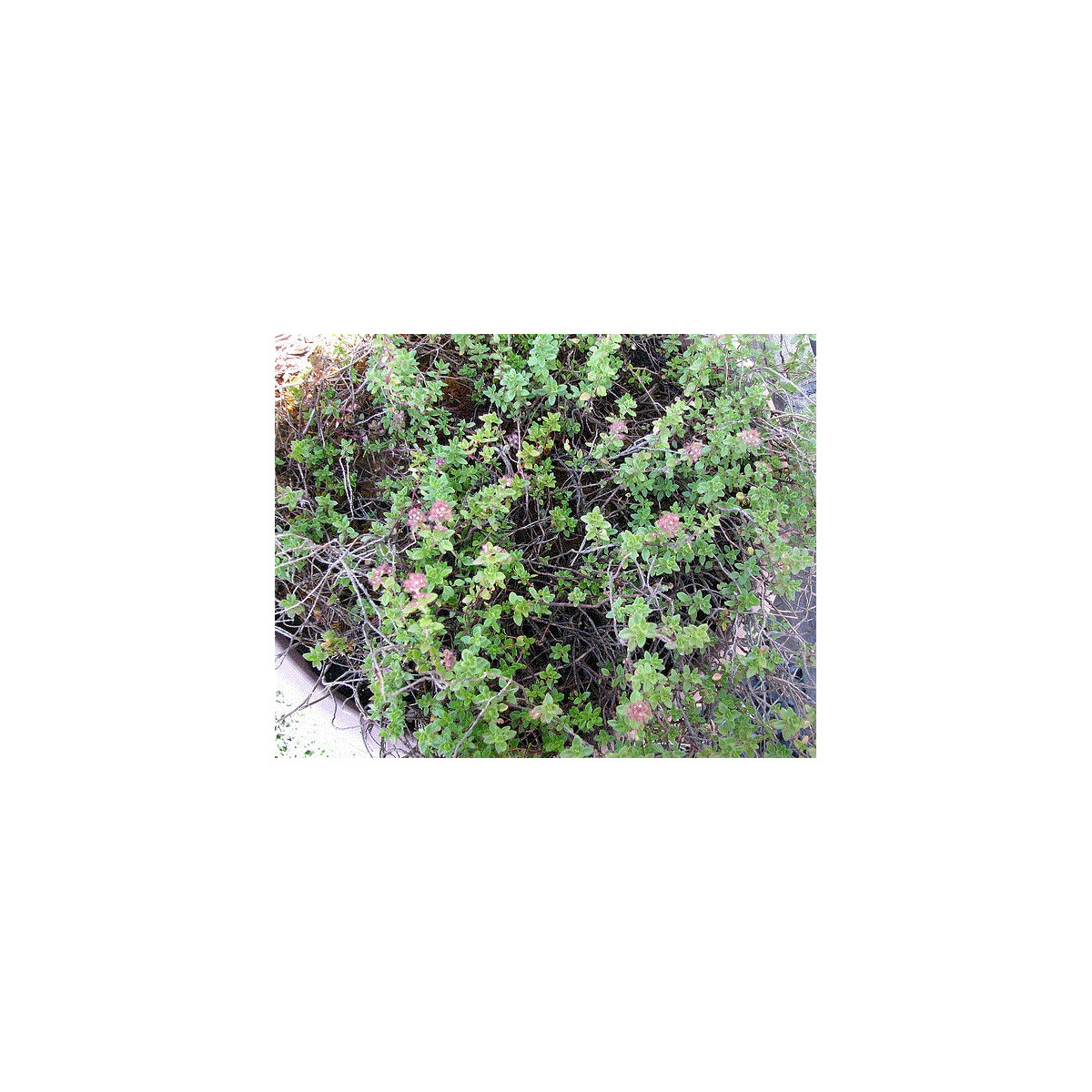 Tymián francúzsky letný - Thymus vulgaris - semiačka - 100 ks