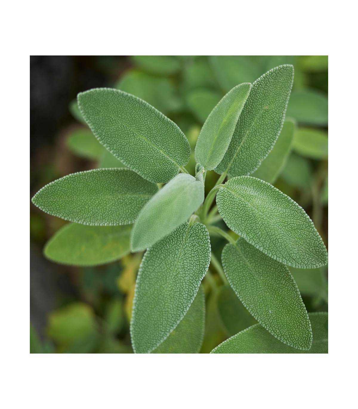 Šalvia lekárska - Salvia officinalis - predaj semien - 20 ks