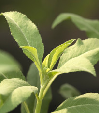 Šalvia biela - Salvia apiana - predaj semien - 10 ks