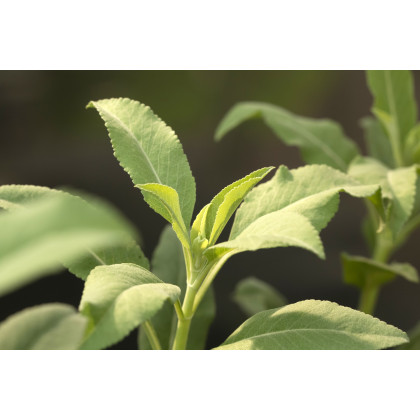 Šalvia biela - Salvia apiana - semiačka - 10 ks
