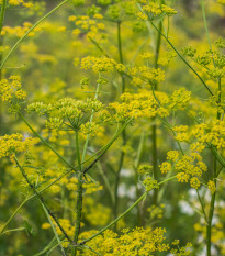 Kôpor Tetra - Anethum graveolens - semiačka - 200 ks