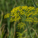 Kôpor Virling - Anethum graveolens - semiačka - 500 ks