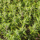Rozmarín lekársky Rosita - Rosmarinus officinalis - semená rozmarínu - 50 ks