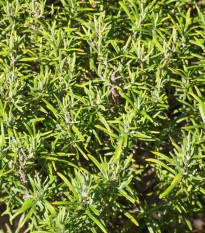 Rozmarín lekársky Rosita - Rosmarinus officinalis - semená rozmarínu - 50 ks