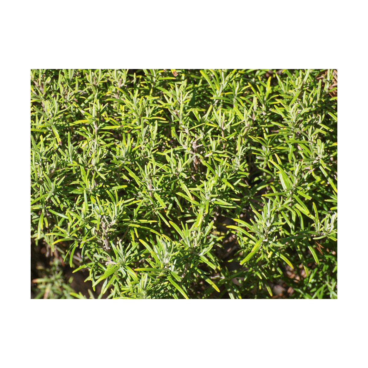 Rozmarín lekársky Rosita - Rosmarinus officinalis - semená rozmarínu - 50 ks