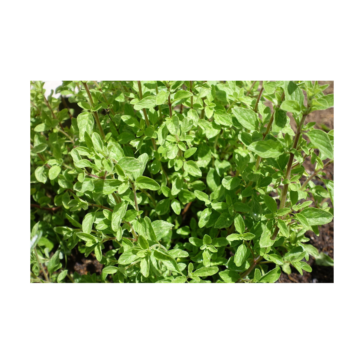 Majorán divý - Pot marjoram - semiačka - 500 ks