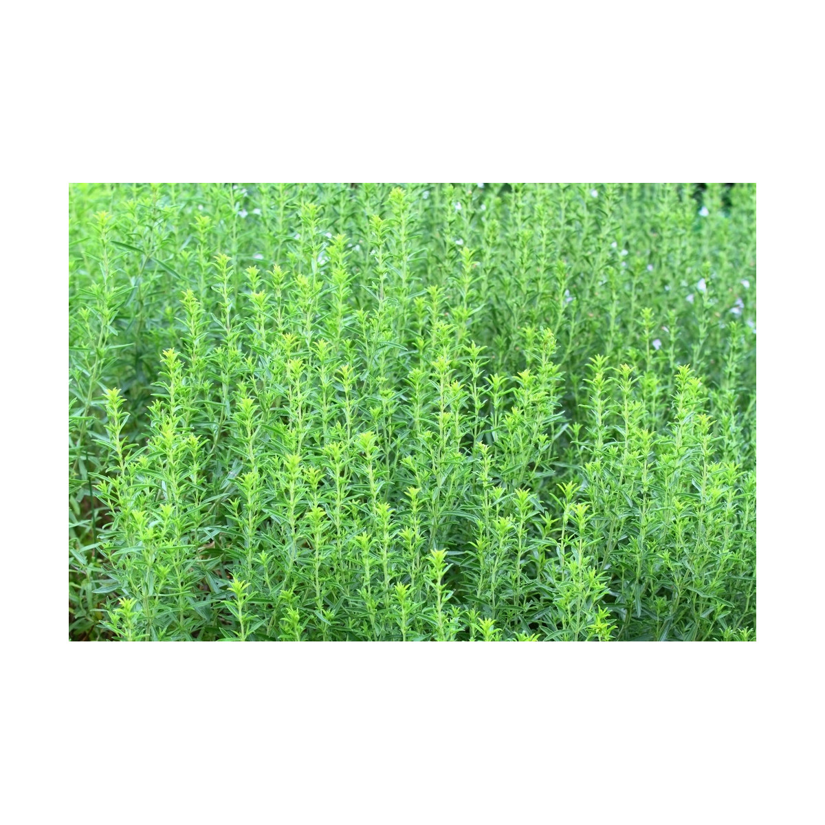 Saturejka horská - Satureja montana - semiačka - 600 ks