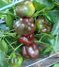 Paprika Ingrid - Capsicum annuum - Predaj semien - 40 ks