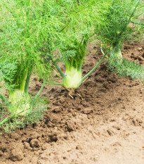 Fenikel buľvový Zefa fino - Foeniculum vulgare - semiačka - 100 ks