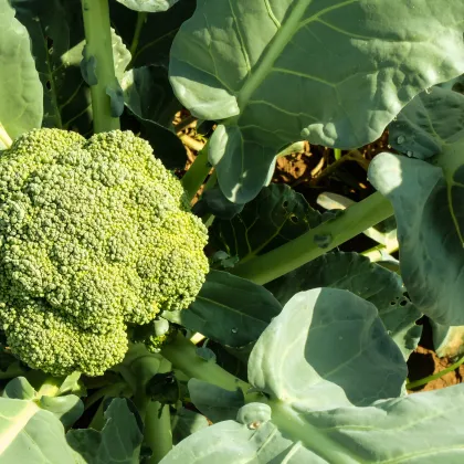 Brokolica Cezar - Brassica oleracea - semiačka - 0,6 g
