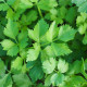 Zeler listový kučeravý Pikant - Apium graveolens var. Secalinum - semiačka - 0,3 gr