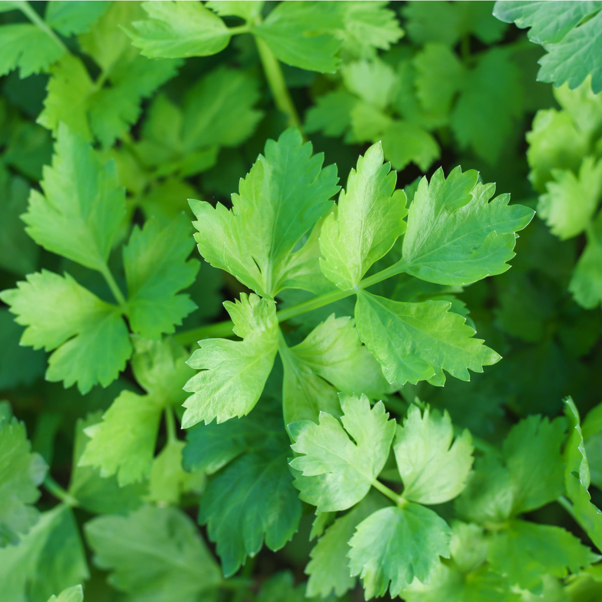 Zeler listový kučeravý Pikant - Apium graveolens var. Secalinum - semiačka - 0,3 gr