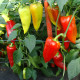 Paprika hybridná Beja F1 - Capsicum annuum -semiačka - 10 ks