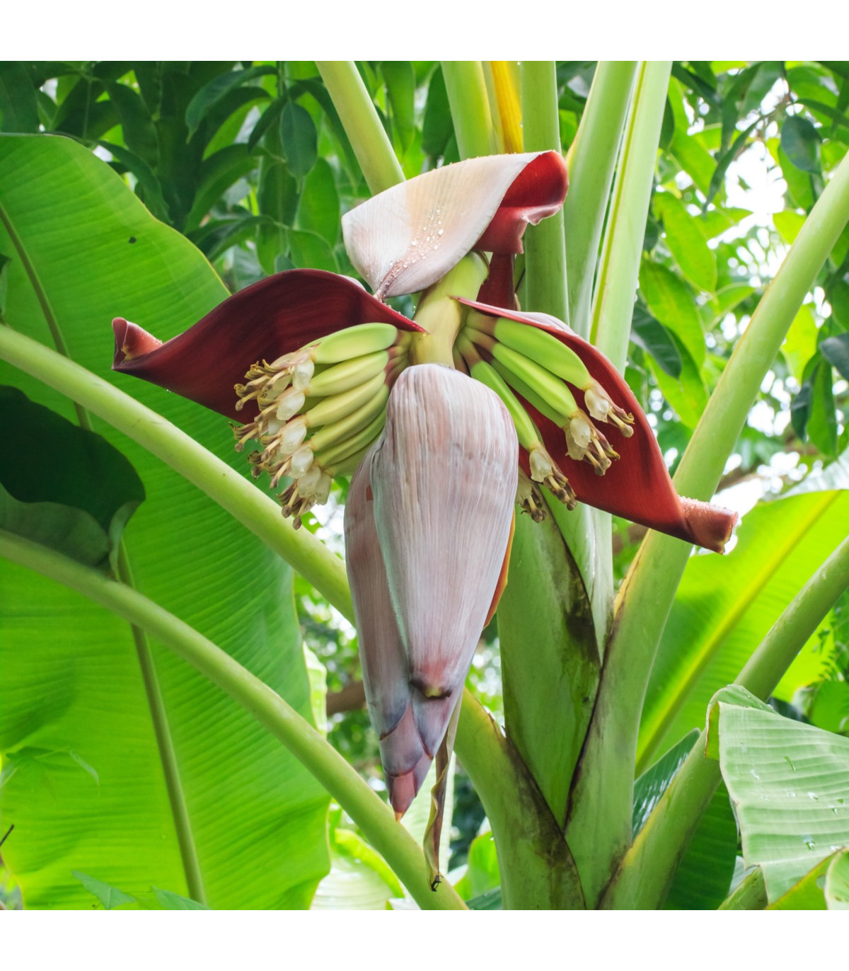 Banánovník - Musa sikkimensis - semiačka - 3 ks