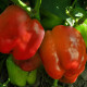 Paprika Granova - Capsicum annuum - Predaj semien - 50 ks