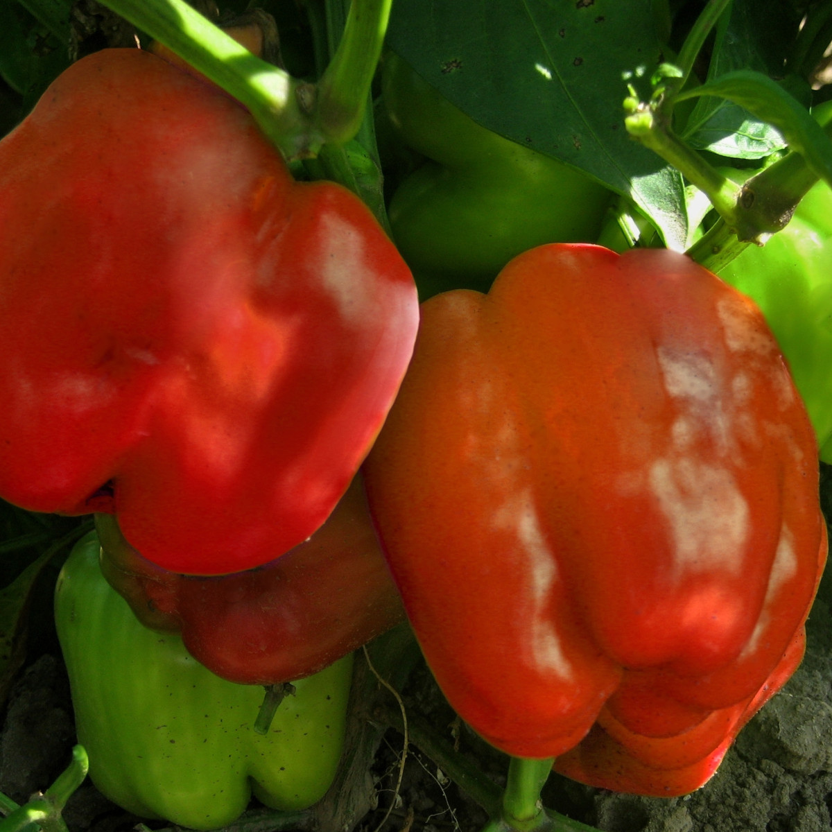 Paprika Granova - Capsicum annuum - Predaj semien - 50 ks