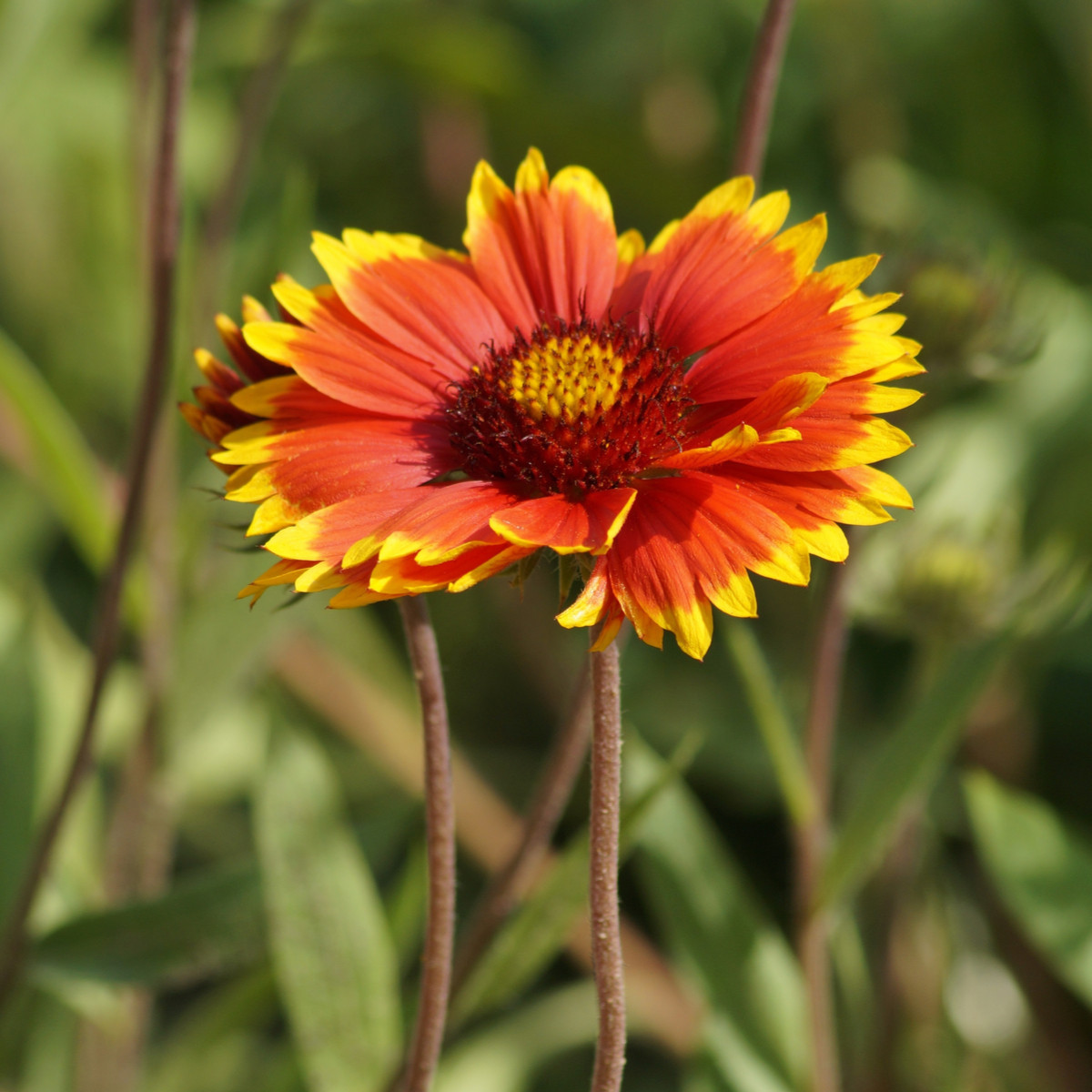 Kokarda veľkokvetá - Gaillardia grandiflora - semiačka - 75 ks