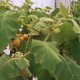 Teron Asam - Solanum lasiocarpum - semiačka - 5 ks