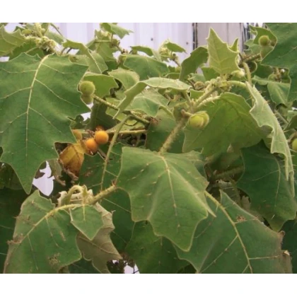 Teron Asam - Solanum lasiocarpum - semiačka - 5 ks