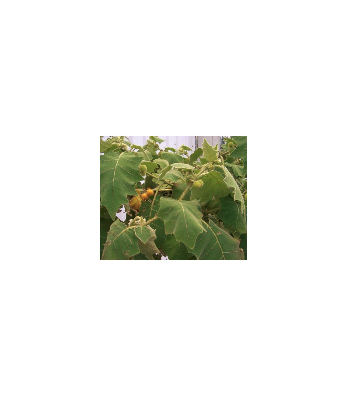 Teron Asam - Solanum lasiocarpum - semiačka - 5 ks