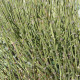 Chvojník viridis - Ephedra viridis - semiačka - 8 ks