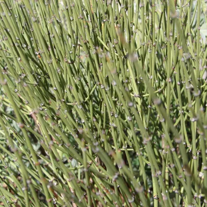 Chvojník viridis - Ephedra viridis - semiačka - 8 ks