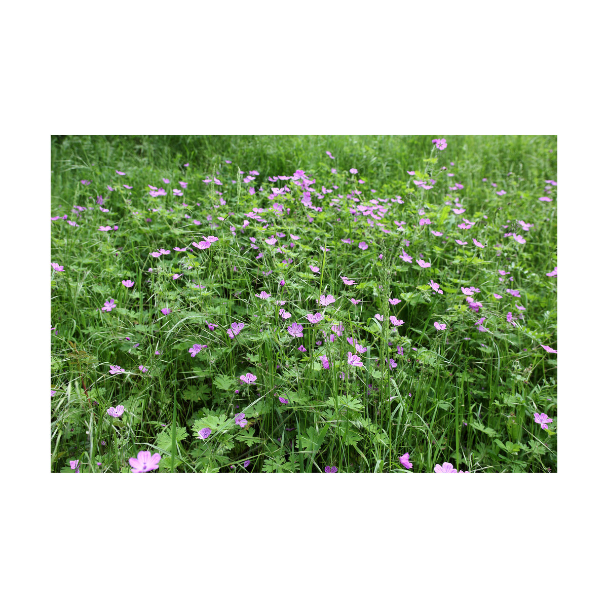 Pakosť smradľavý - Geranium robertianum - semiačka - 10 ks